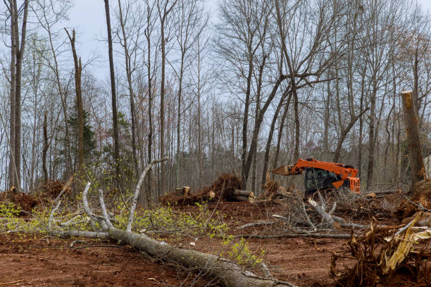 Best Tree Mulching  in Hayti, MO