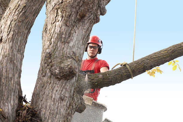 Best Tree Maintenance Programs  in Hayti, MO